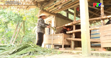Truyền hình nhân đạo - Trao cần câu, tạo sinh kế