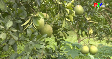 Thị trường tiêu dùng ngày 28-8-2021