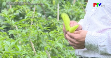 Ứng dụng khoa học công nghệ phát triển nông nghiệp miền núi