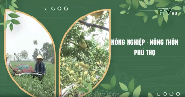 Nhân rộng các mô hình khuyến nông hiệu quả