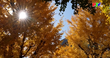 Văn hóa giải trí thế giới ngày 11-12-2025