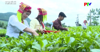 Võ Miếu mùa xanh