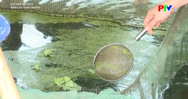 Vươn lên thoát nghèo