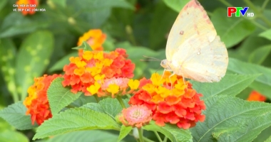 Dành cho thiếu nhi: Câu hỏi vì sao - Vẻ đẹp các loài hoa