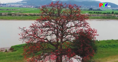 Khoảnh khắc cuộc sống - Bông gạo tháng 3