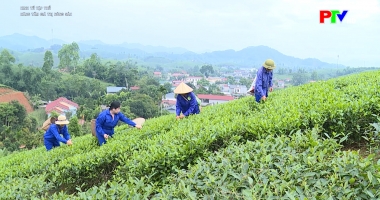 Kinh tế tập thể - Nâng tầm giá trị nông sản