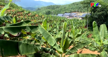 Nông nghiệp nông thôn - Vươn ra từ lối đi hẹp