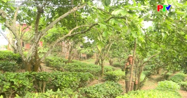 Nông nghiệp, Nông thôn: Đa dạng cơ cấu cây ăn quả - nâng giá trị sản xuất