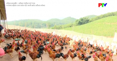 Nông nghiệp nông thôn - Phòng bệnh cho đàn vật nuôi mùa nắng nóng