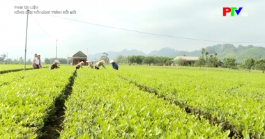 Phim tài liệu: Nông dân với hành trình đổi mới