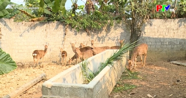 Phóng sự: Kinh tế từ sinh kế của người dân