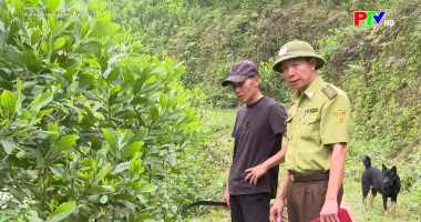 Phóng sự: Mùa xuân là tết trồng cây