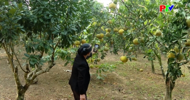 Tạp chí dân tộc, miền núi và phát triển - Vai trò của tổ hợp tác và hợp tác xã ở miền núi