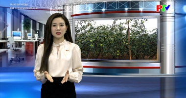 Trang địa phương ngày 23-3-2026