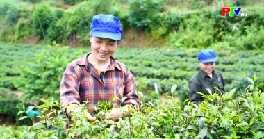 Xây dựng thương hiệu đẩy mạnh xuất khẩu chè Phú Thọ