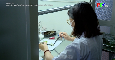 Đảm bảo nguồn giống, nâng cao chất lượng cây trồng