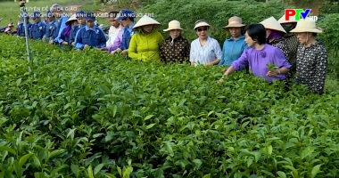 Chuyên đề khoa giáo: Nông nghiệp thông minh – hướng đi của người trẻ