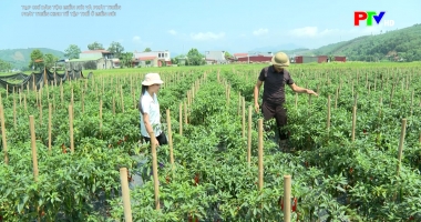 Tạp chí dân tộc miền núi và phát triển – Phát triển kinh tế tập thể ở miền núi