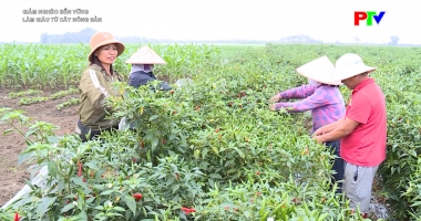 Giảm nghèo bền vững- Làm giàu từ cây nông sản