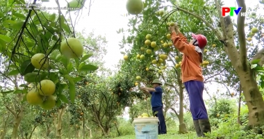 Chuyên đề khoa giáo: Liên kết vùng – động lực cho phát triển bền vững