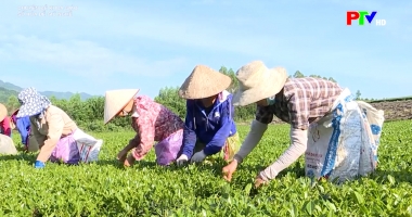 Chuyên đề khoa giáo – Số hóa để giữ nghề