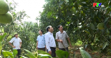 Khuyến học khuyến tài: Cây bưởi khuyến học