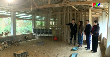 Mỗi xã một sản phẩm - Gà nhiều cựa Tân Sơn