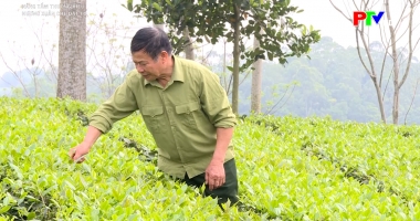 Nâng tầm thương hiệu - Hương xuân chè đất Tổ