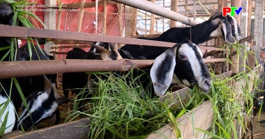 Phát triển mô hình nuôi dê nhốt chuồng
