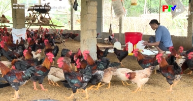 Nông nghiệp – Nông thôn: Nhân rộng mô hình chăn nuôi theo hướng hữu cơ