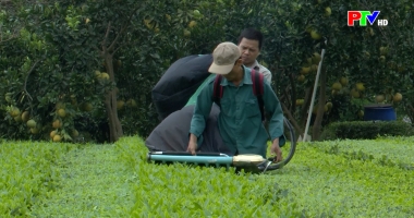 Nông dân Đất Tổ khát vọng làm giàu