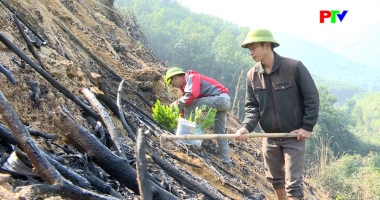 Phóng sự: Trồng rừng hôm nay giữ màu xanh mai sau