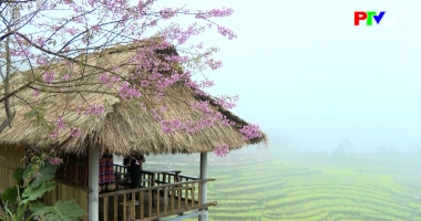 Phú Thọ điểm đến – Hoa Xuân bản Mừng