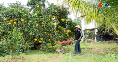Tạp chí thông tin kinh tế - Tấm hộ chiếu cho trái bưởi Phú Thọ