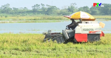 Mỗi xã một sản phẩm - Gạo thảo dược Đồng Ích