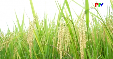Khoảnh khắc cuộc sống - Mùa vàng