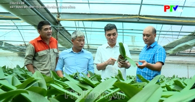 Xây dựng mô hình tổ khuyến nông cộng đồng