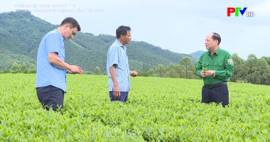 Xây dựng vùng nguyên liệu cho sản phẩm OCOP