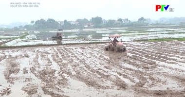 Xuân về trên những cánh đồng