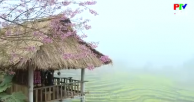 Hoa xuân bản Mừng