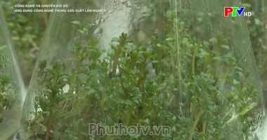 Ứng dụng công nghệ trong sản xuất lâm nghiệp