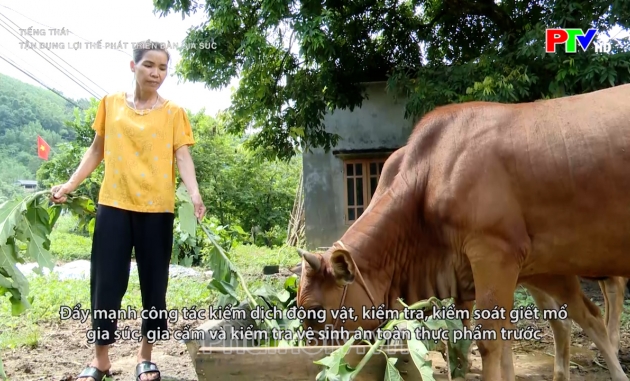 Tiếng Thái - Tận dụng lợi thế phát triển đàn gia súc Tiếng Thái - Tận dụng lợi thế phát triển đàn gia súc