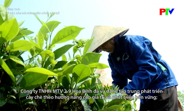 Tiếng Thái - Từ đặc sản núi rừng đến nông sản số