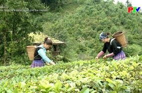 Đánh thức tiềm năng vùng chè địa phương