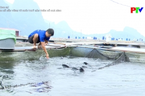 Sinh kế bền vững từ nuôi thủy sản trên hồ Hòa Bình