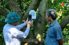 Tăng cường quản lý chất lượng bưởi quả đặc sản Đoan Hùng Tăng cường quản lý chất lượng bưởi quả đặc sản Đoan Hùng