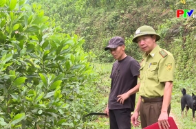 Phóng sự: Mùa xuân là tết trồng cây