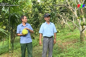 Các vấn đề xã hội: “Khơi thông” dòng chảy nông sản Các vấn đề xã hội: “Khơi thông” dòng chảy nông sản