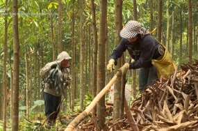 Đẩy mạnh trồng và chuyển hóa rừng cây gỗ lớn